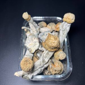 MUSHROOMS🍄THRASHERS